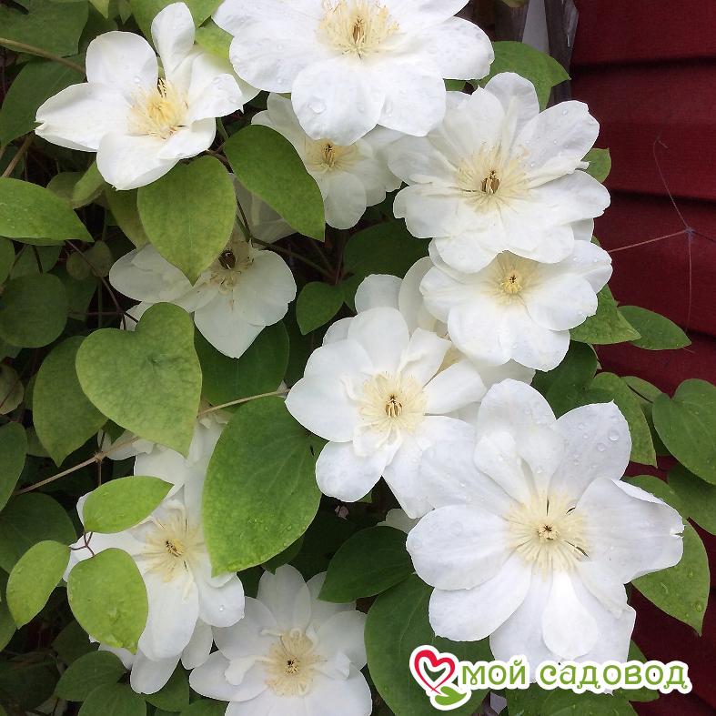 Клематис Аполлония ЗКС