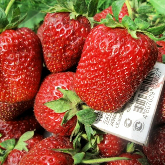 Клубника Маршал