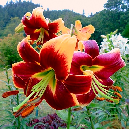 Лилия ОТ-гибрид Ред Морнинг