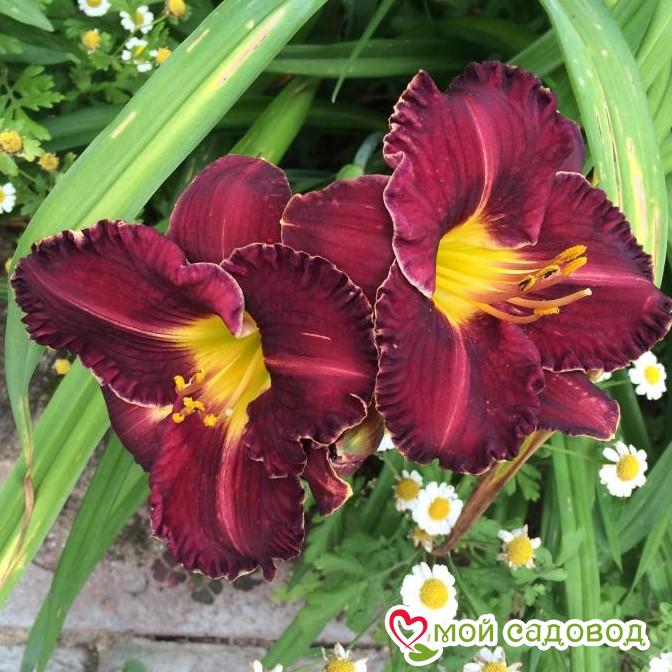 ЛИЛЕЙНИК ГИБРИДНЫЙ БЛЭК СТОКИНГС / BLACK STOCKINGS