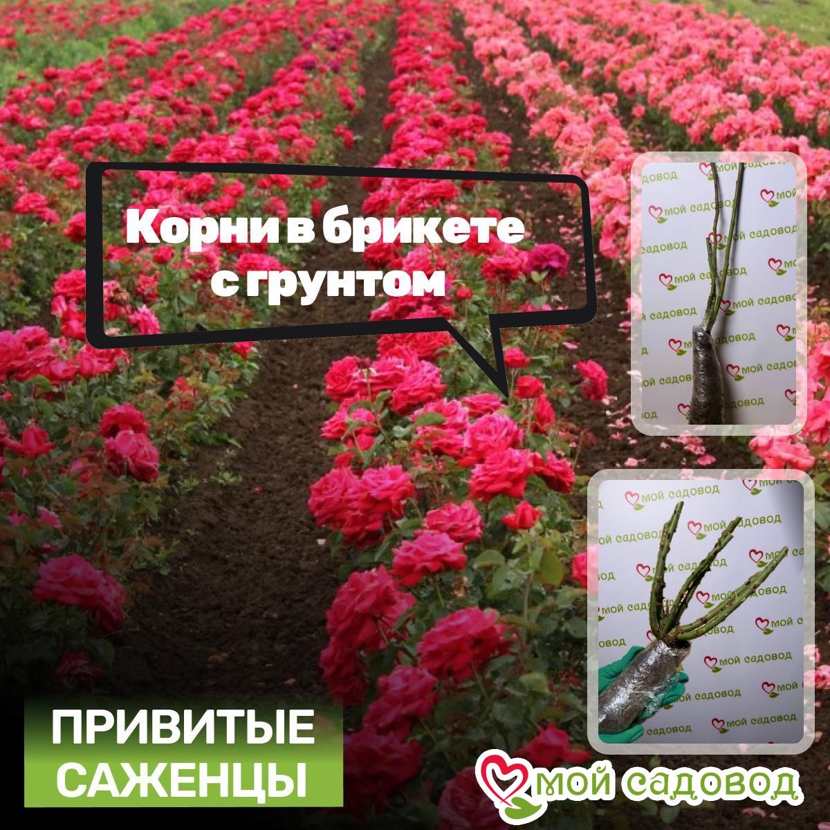 Роза чайно-гибридная Трап Хилл